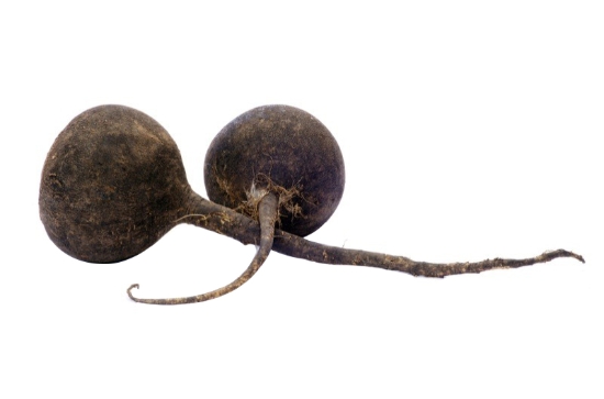 Image de Radis noir - (botte)