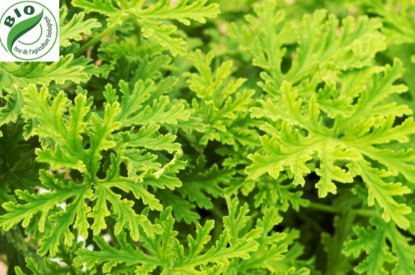 Image de Géranium - (25g)