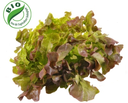 Image de Salade feuille de chêne rouge - (100g)