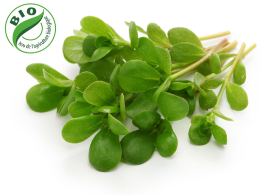 Image de Pourpier - REJLA - (à l'unité)