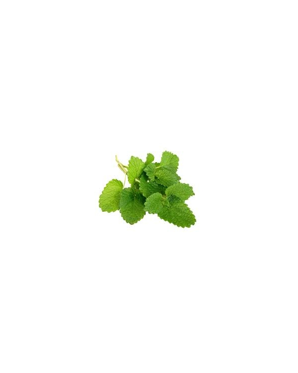 Mélisse citronnelle
